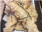tempura